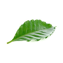Fair Leaf
